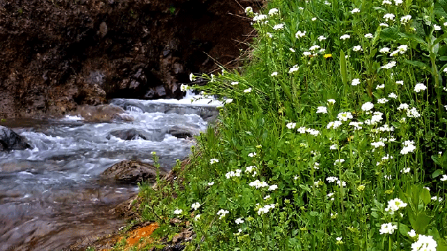 0_bd1f5_6bc68617_orig[2].gif