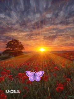 1451857.gif