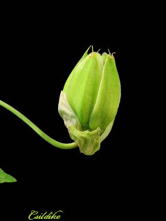 1639429bb3e347933b822c14aa1a5df3.gif