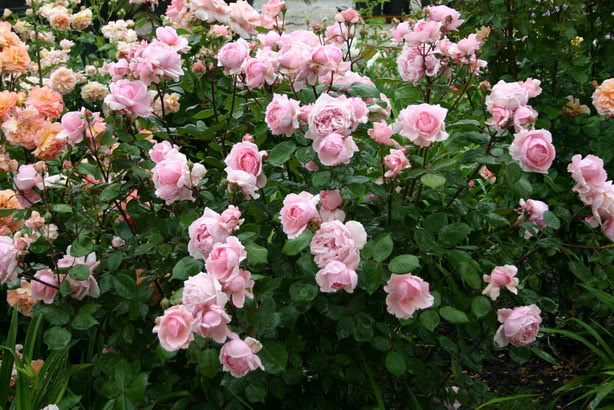 2006109[1].jpg