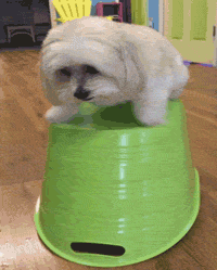 200w.gif