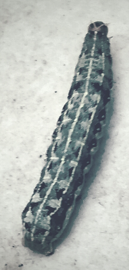 20161108_144840.jpg