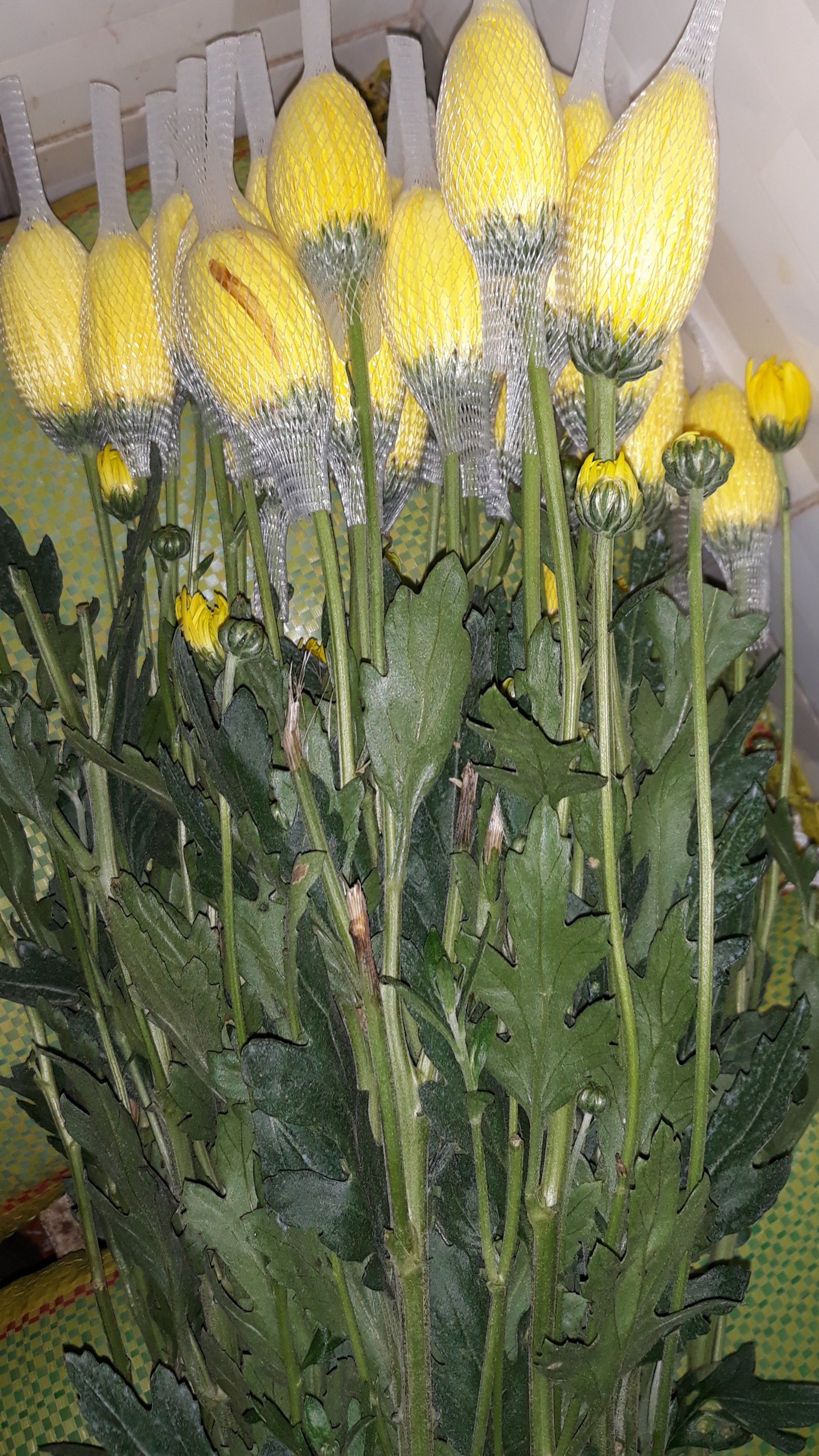20190512_154058.jpg
