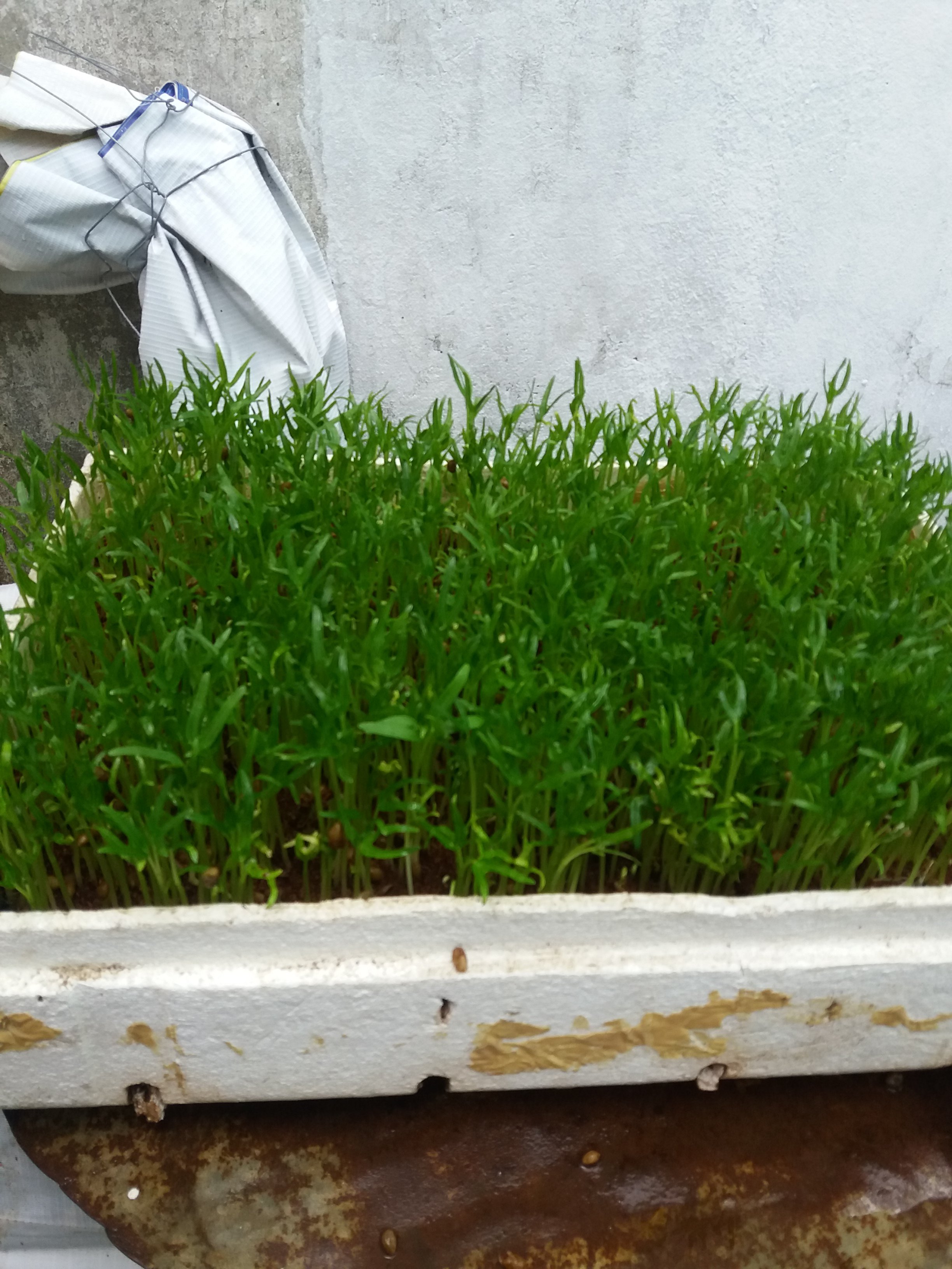 20190703_141145.jpg