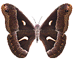 3-mau_slide_powerpoint_dep_ctu.vn_(206).gif