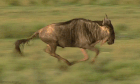3F678194-3948-495D-BA1B-55C4B2C19218.gif