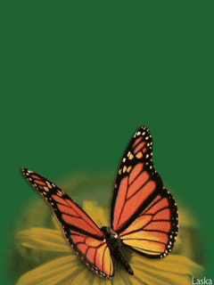 5561737_orig.gif