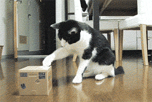 anh-dong-nhung-con-meo-dang-yeu-nhat-the-gioi-1-hinh-8.gif