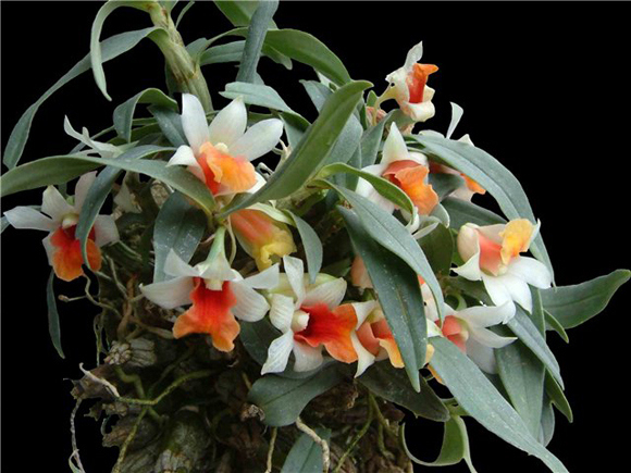 bach-hoa-hoang_dendrobium-bellatulum[1].jpg