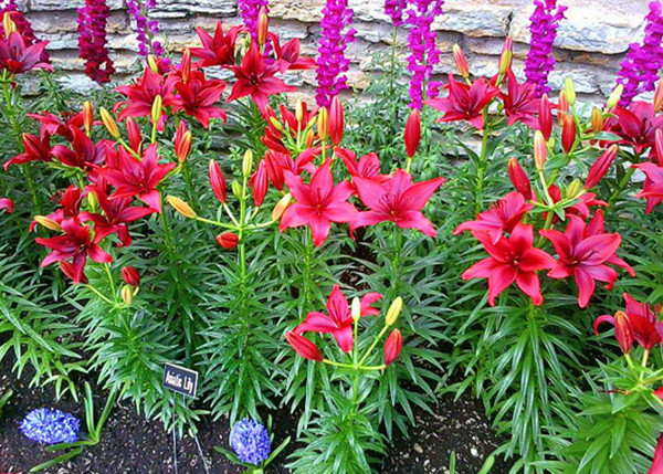 Bách hợp (Lily)2.jpg