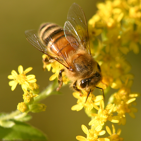 bee[1].png