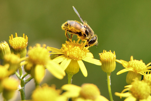 bee-gallery-15[1].jpg
