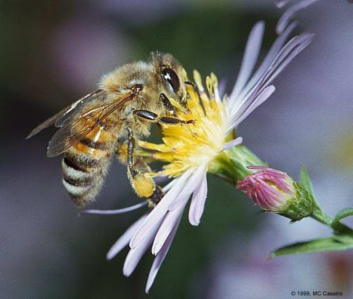 bee1[1].jpg