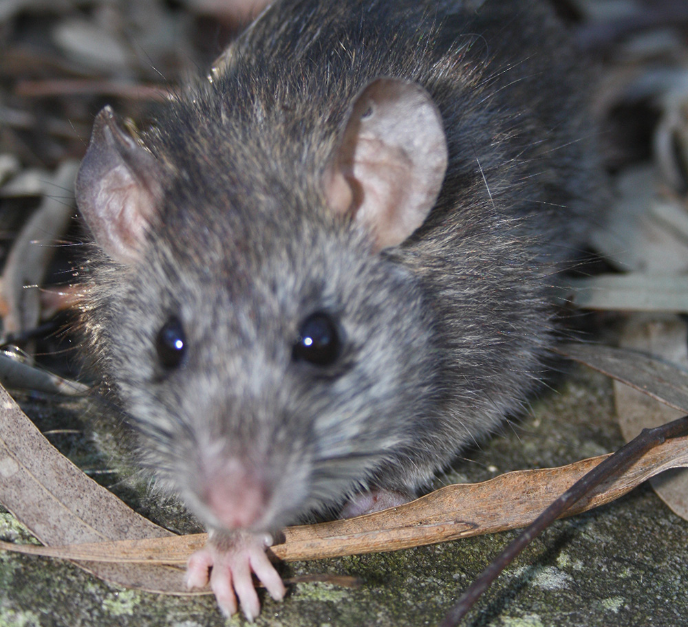 Black-Rat.jpeg