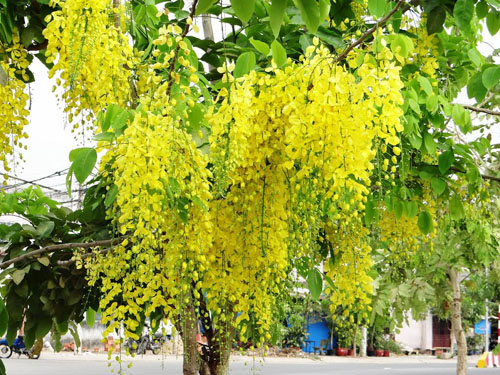 Bò cạp vàng.jpg