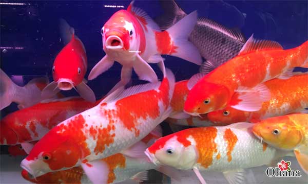 cach-nuoi-ca-koi.jpg