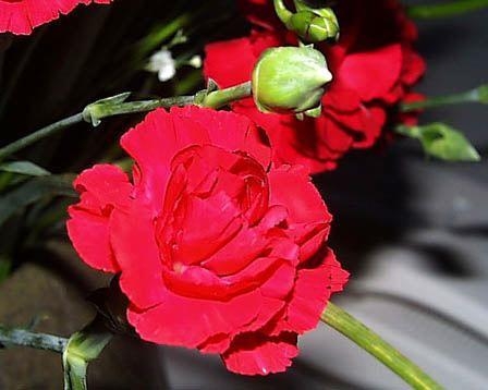 Cẩm chướng đỏ.jpg