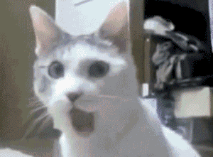 Cat-Gif-cats-29039493-300-221.gif