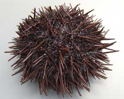 cau gai.jpg