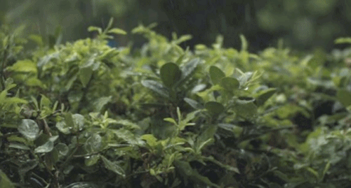 d466a54612a4179ea2c9d3893acb4a2e[1].gif