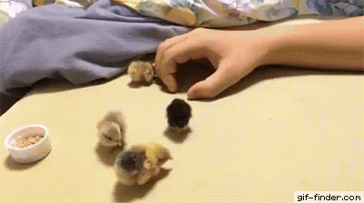 db421cb89edab69bf07817c59237255b.gif