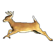 deer_55zqetdi.gif