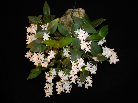 dendrobium-aberrans[1].jpg