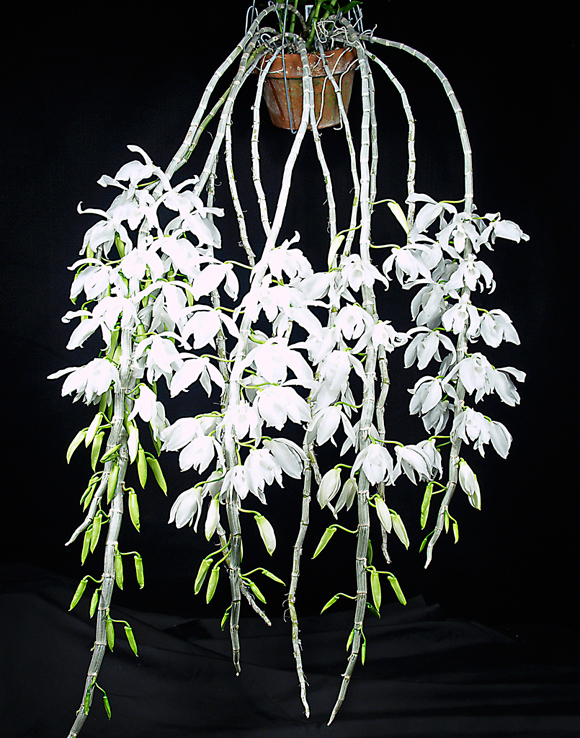 dendrobium-anosmum-var-alba[1].jpg