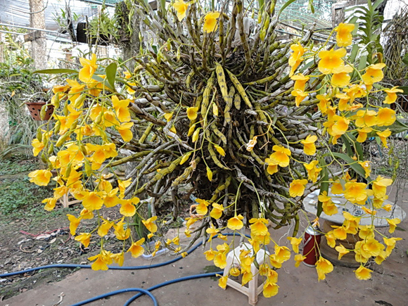 dendrobium-capilipes-var-elegance[1].jpg