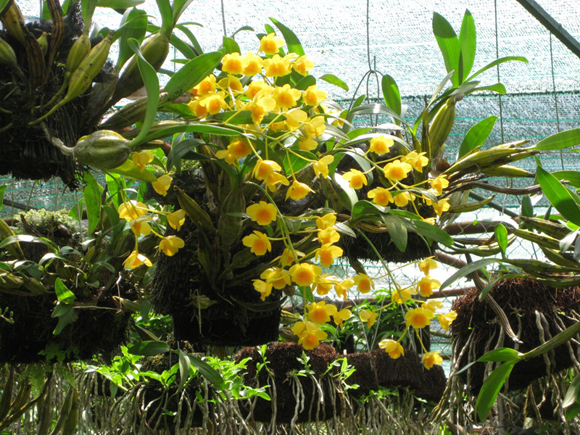 dendrobium-chrysotoxum[1].jpg