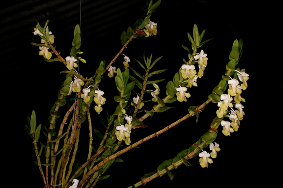 dendrobium-ellipsophyllum[1].jpg