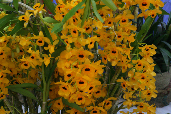 dendrobium-fimbriatum[1].jpg