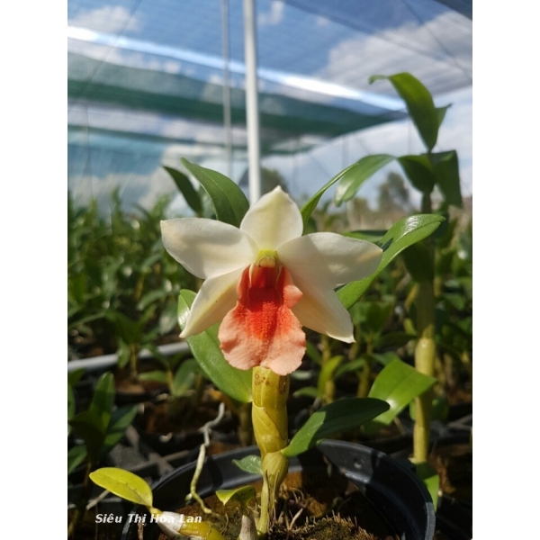 dendrobium-frosty-dawn-x-suzuki[1].jpg