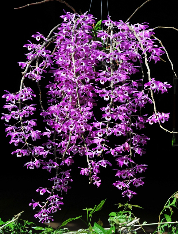 dendrobium-lituiflorum[1].jpg