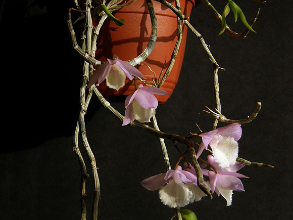dendrobium-pierardii[1].jpg