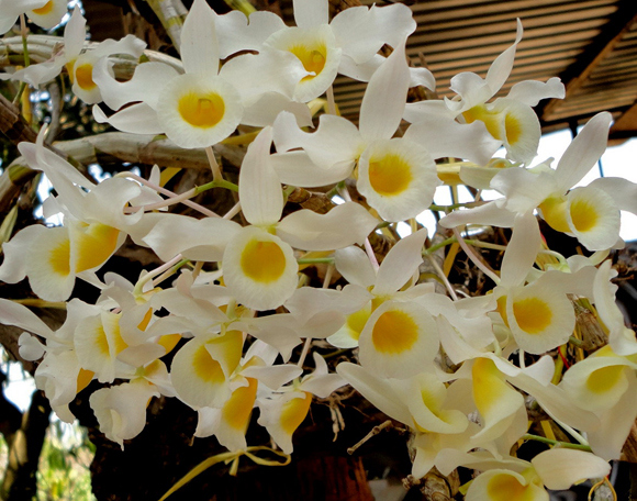 dendrobium-signatum[1].jpg