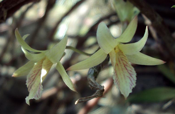 dendrobium-stuartii1[1].jpg