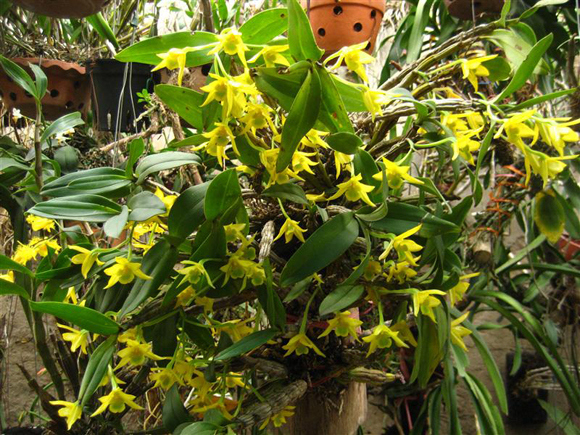 dendrobium-trigonopus[1].jpg