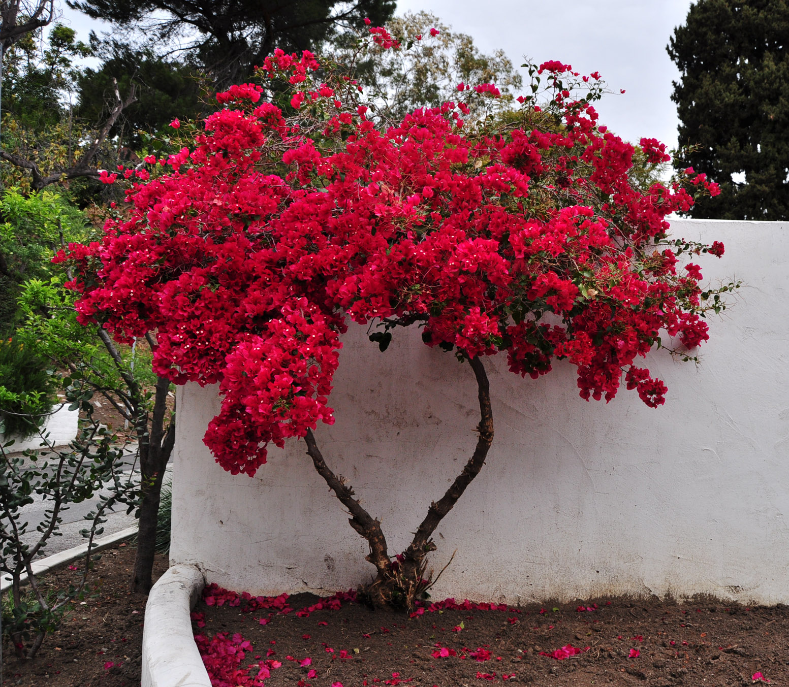 dsc_0888ps.jpg