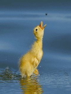 duck_7zn7v9al.gif