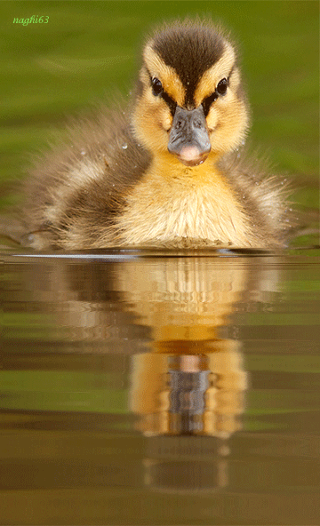 duck_TW2dFdK7.gif
