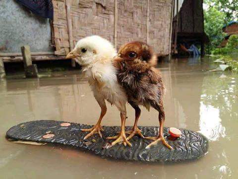 FB_IMG_1473153112653.jpg