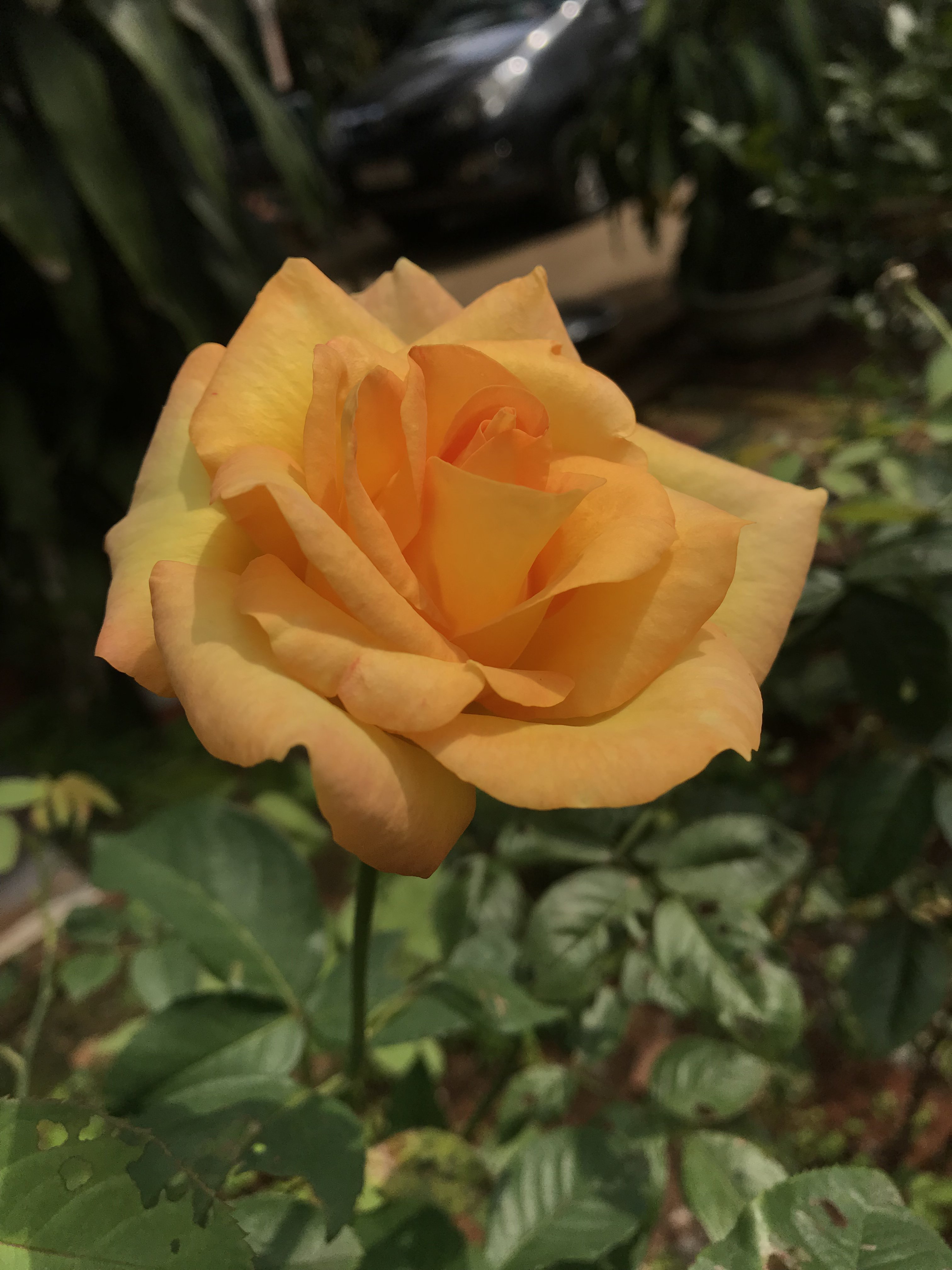 FF77D29C-8A13-4963-897D-BCDAE03A29DE.jpeg