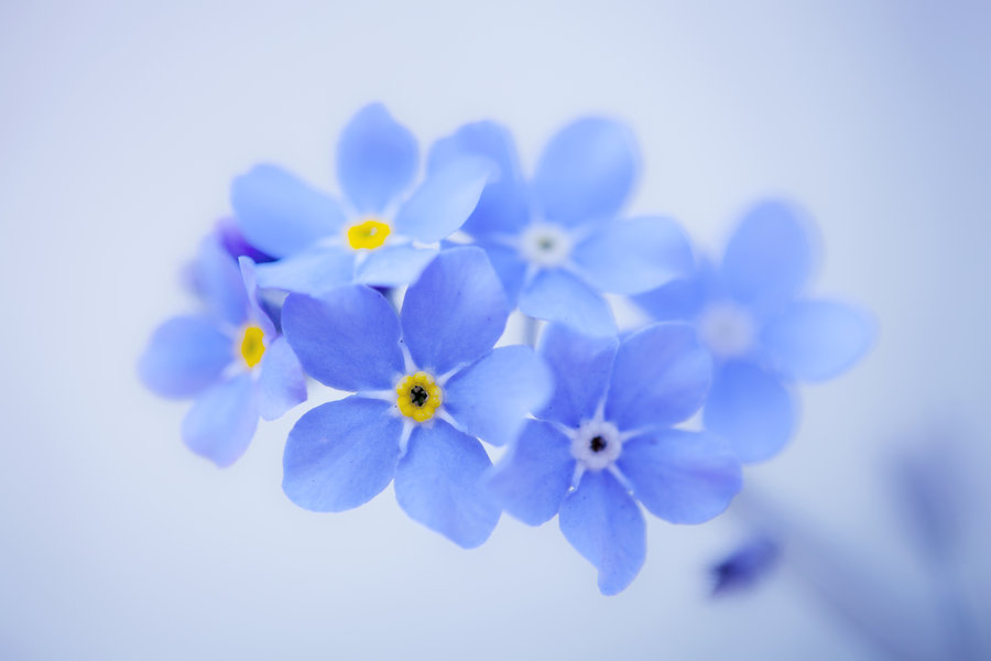 forget_me_not_by_sarahharas1-d64gb1w.jpg