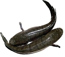 Frozen_Snakehead_from_Viet_Nam.jpg_220x220[1].jpg