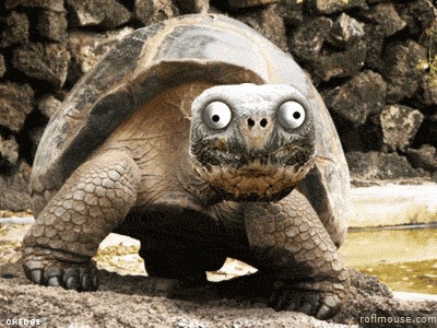 giphy (2).gif