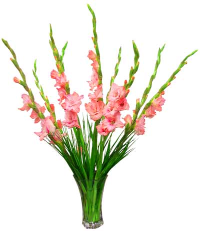 gladiolus_zps2461d174[1].jpg