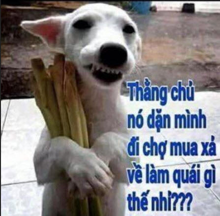 hai-cho-meo.jpg