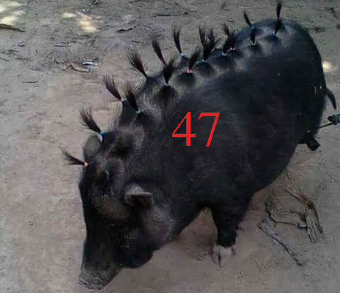 heo dep cua nam.jpg