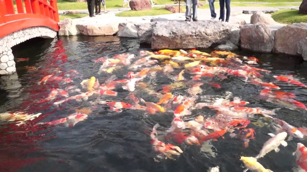 ho-ca-koi-e1434122019738[1].jpg